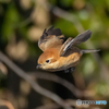 いつもの公園「ピョン！」