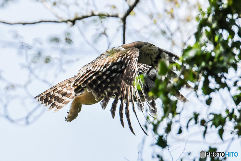 杜の人「美翼！」（フクロウ）（２）