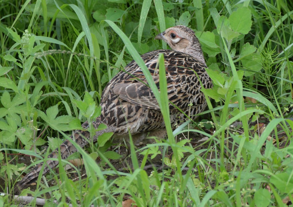 最近お会いした鳥さん「雌キジ」