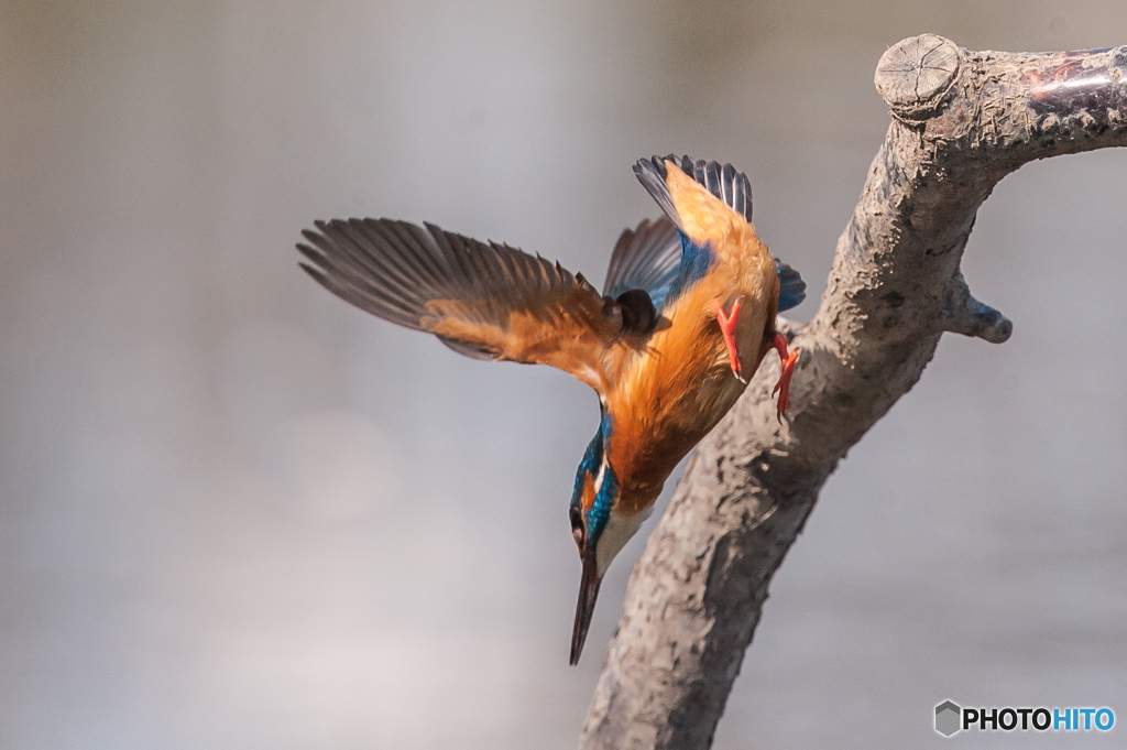 いつもの公園「カワセミ日和」（６）