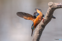 いつもの公園「カワセミ日和」（６）