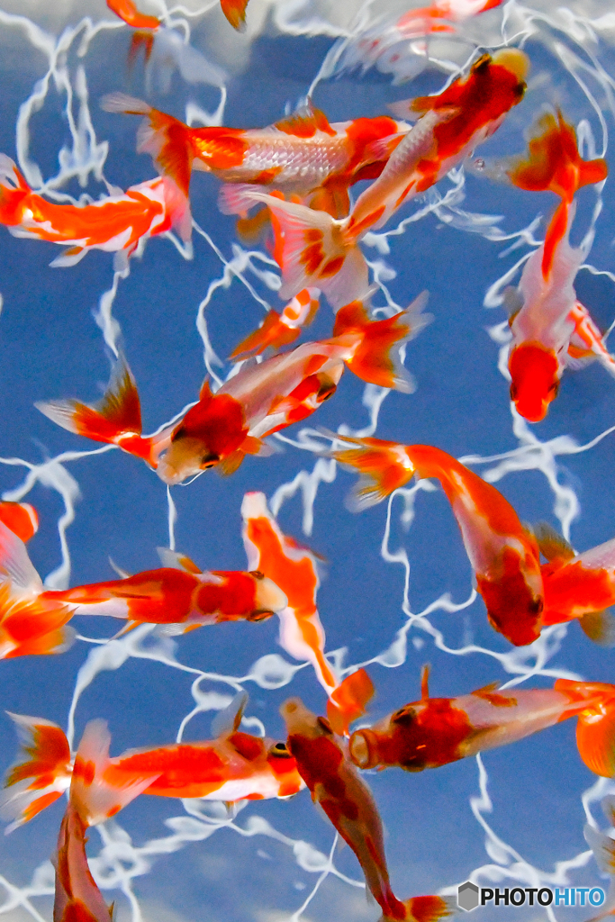 華金魚