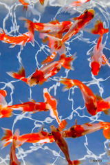 華金魚