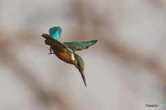 いつもの公園「朝日浴びて」（４）