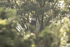 カラス林のオオタカの木（３）