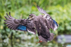 いつもの公園「飛来」（２）