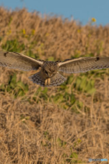 何を探しているのでしょうか？（２）