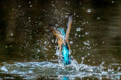 いつもの公園「水光」（２）