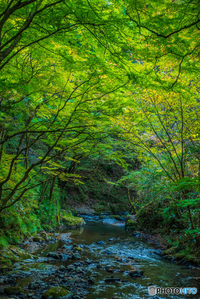 緑渓の秋（蓬莱山）