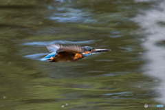 いつもの公園「どうしてこんなに早くとべるのかな？」（カワセミ）（１）