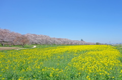 サクラ咲く、権現堂公園