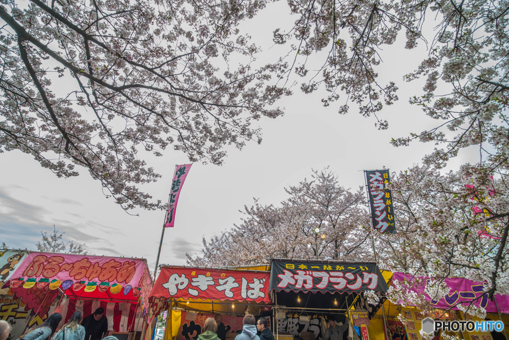 桜の樹の下で（埼玉県幸手市権現堂公園）（１１）「花曇り」