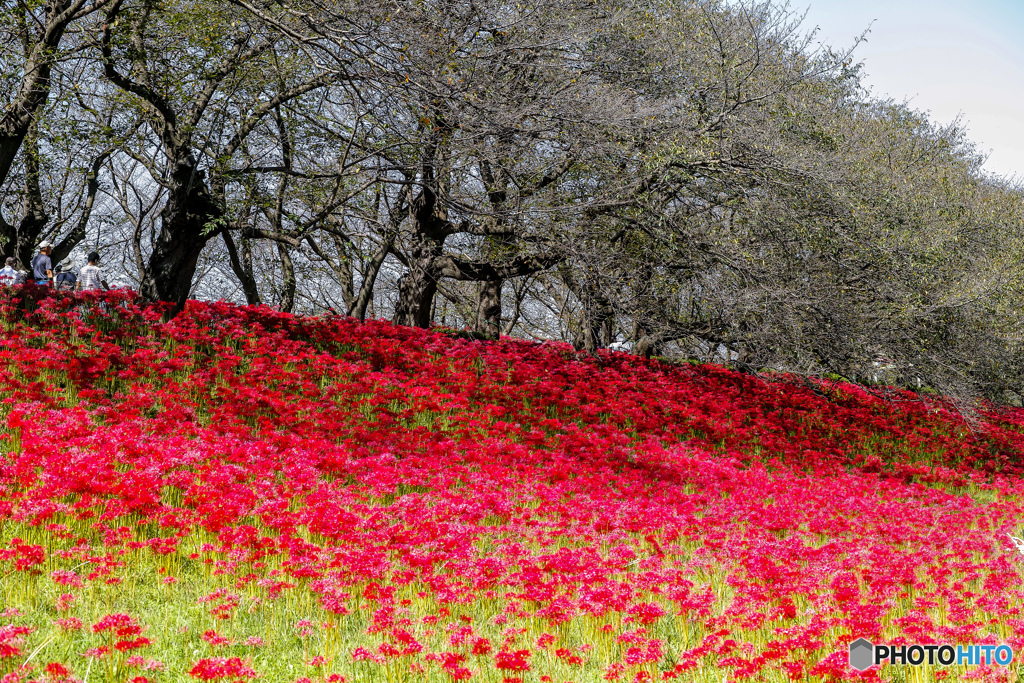いつもの公園「秋化粧」