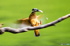 いつもの公園「実験的一日」（時間の経過効果）