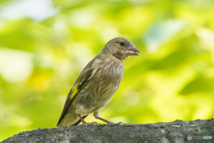 幼な鳥