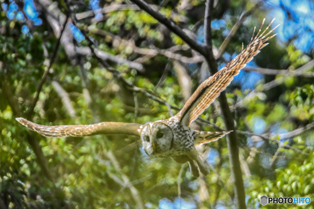 杜の人「緑風」（フクロウ）（６）