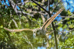 杜の人「緑風」（フクロウ）（６）