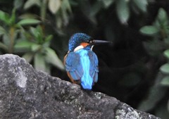 いつもの公園久しぶり５－１「カワセミ」