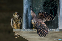 巣立ち「おっ、とととっ」（チョウゲンボウ）（２）
