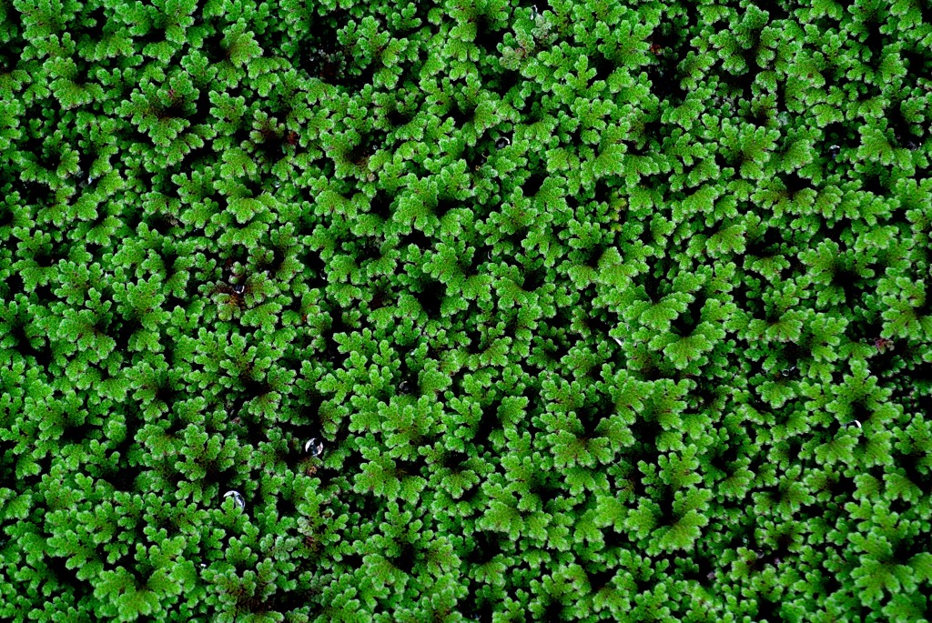 古代ハスの里にて６－２「浮草」