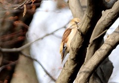 隣町の公園「半分だけシメ」