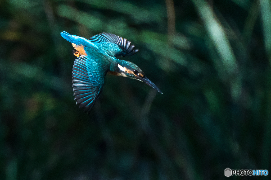 いつもの公園「翡翠色」（３）