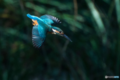 いつもの公園「翡翠色」（３）