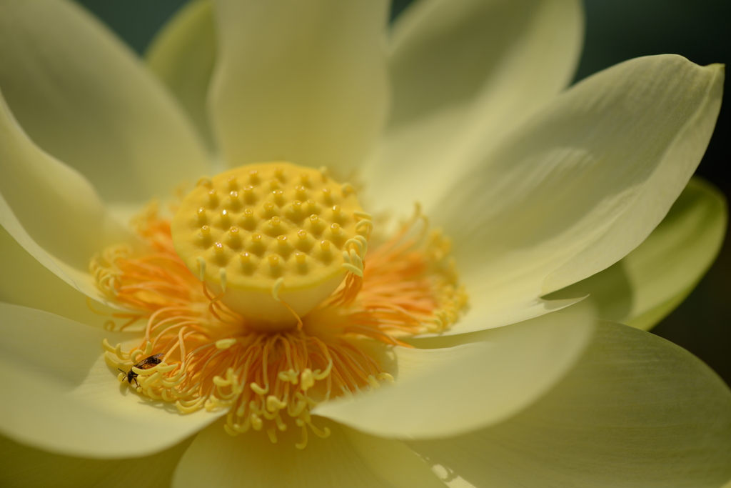蓮華芯　５－１　「黄華」