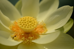 蓮華芯　５－１　「黄華」