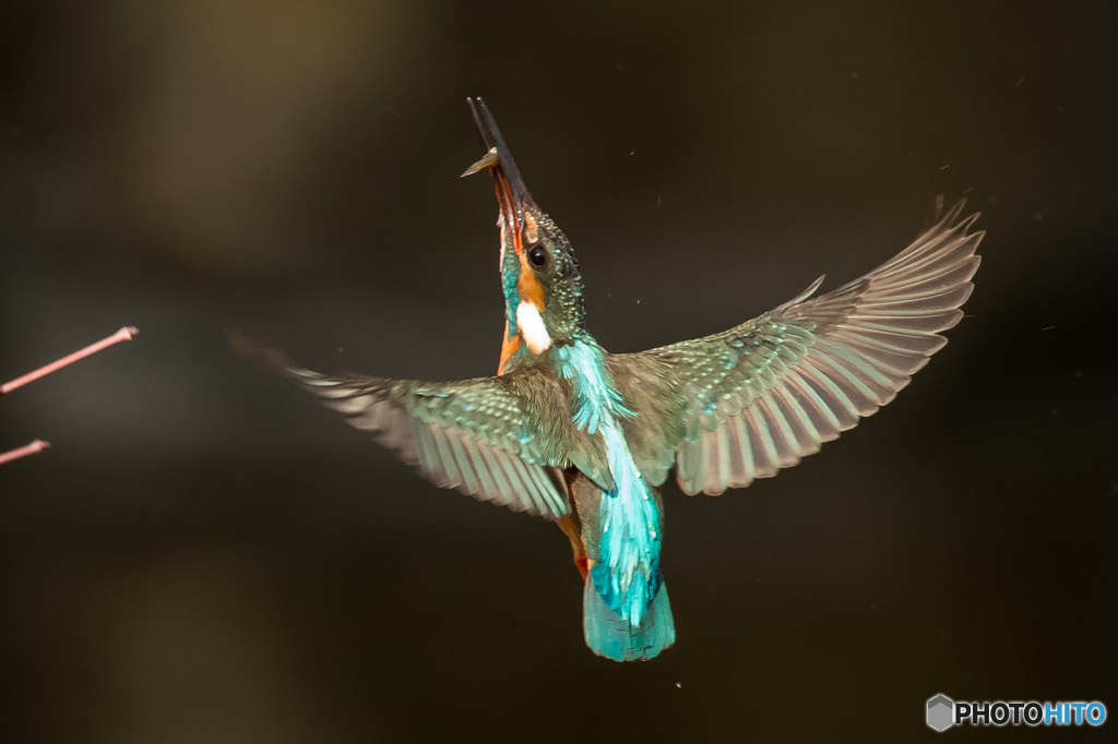 青緑の舞（１）