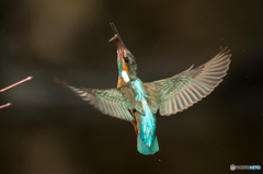 青緑の舞（１）