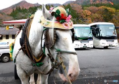 塩原秋景色「トコトコ老馬」