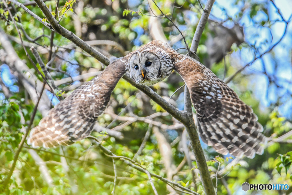 杜の人「緑風」（フクロウ）（３）