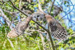 杜の人「緑風」（フクロウ）（３）