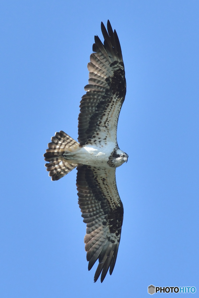 ミサゴ来る（５）