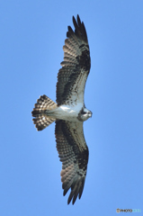 ミサゴ来る（５）