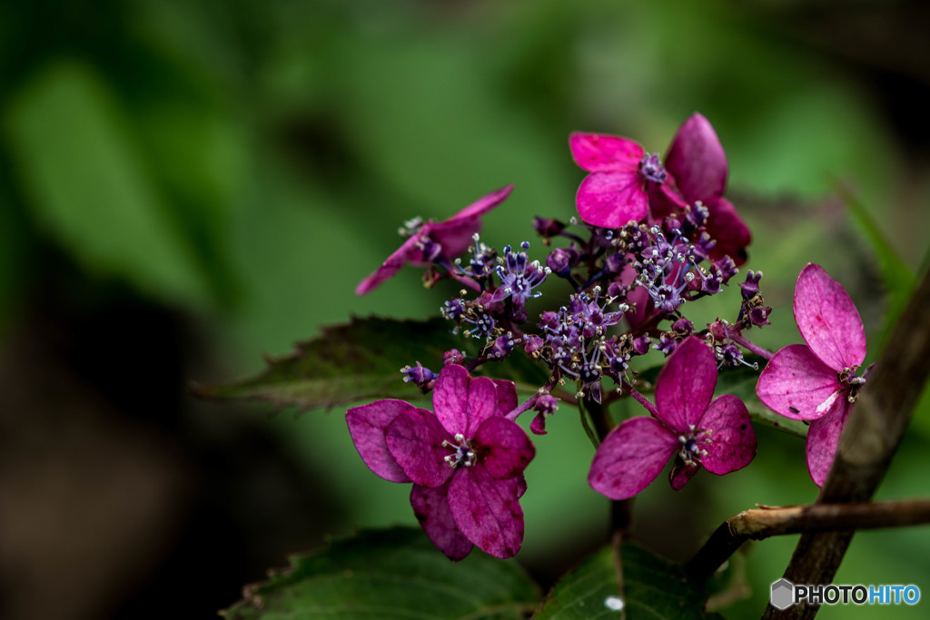 いつもの公園「雨月彩花」（１２）