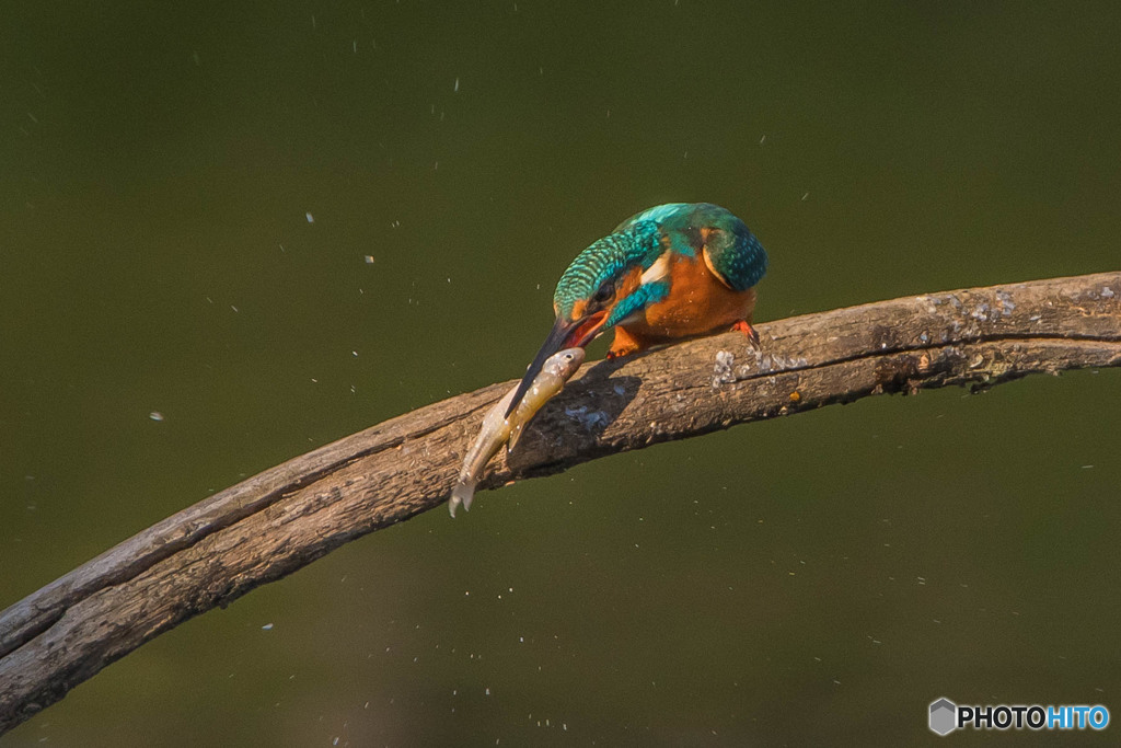 いつもの公園「魚漁る鳥」（6）