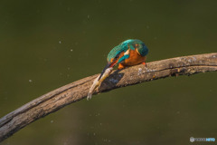 いつもの公園「魚漁る鳥」（6）