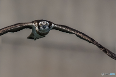 眼