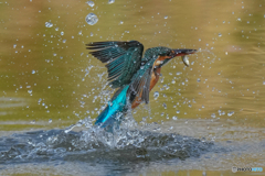 いつもの公園「お魚パラパラ」（３）