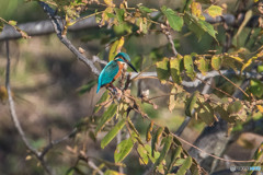いつもの公園「カワセミゲット」（カワセミ）