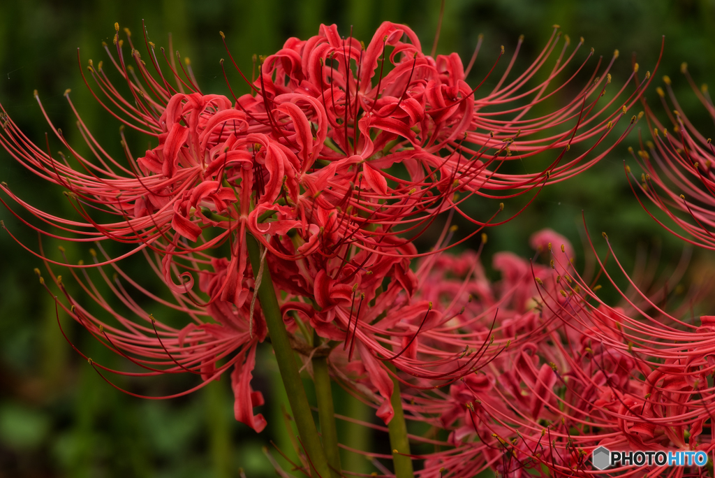 曼珠沙華「栄華」