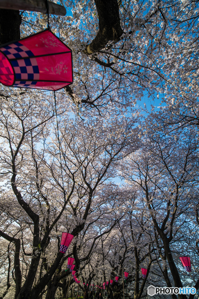 sakura満開（５）
