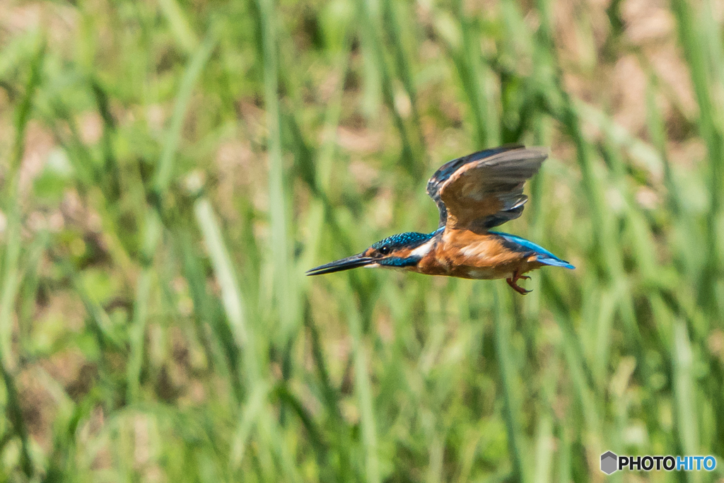 いつもの公園「パトロール」