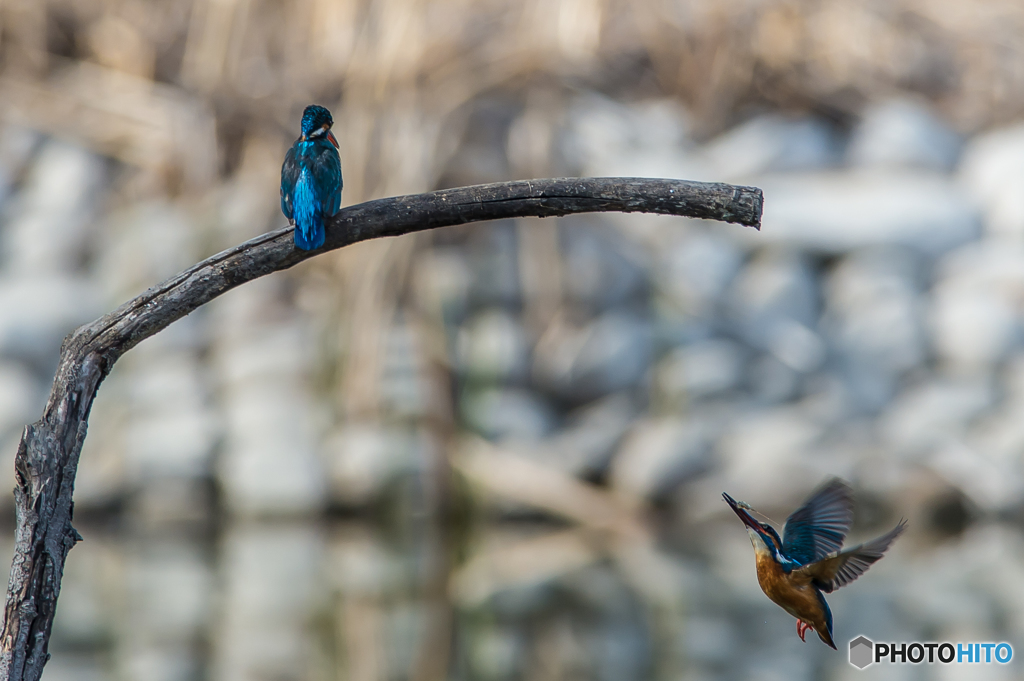 いつもの公園「仲がいいのか、悪いのか？」（5）