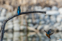 いつもの公園「仲がいいのか、悪いのか？」（5）
