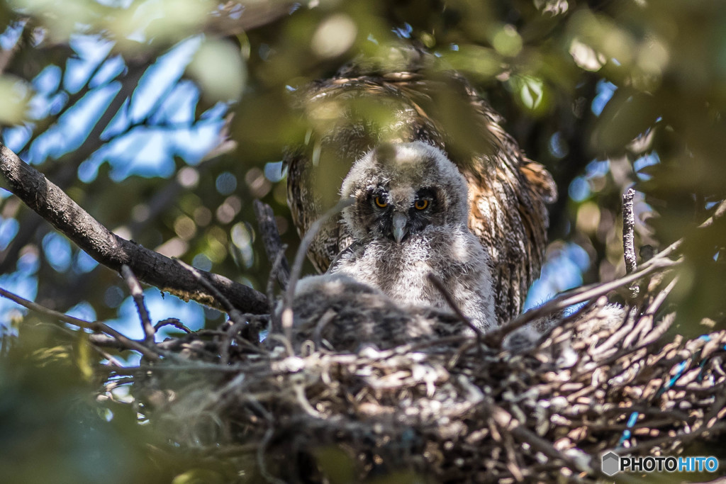 トラフズク初見（２）