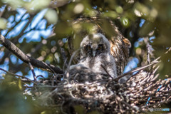 トラフズク初見（２）