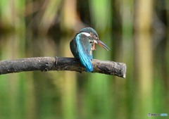 いつもの公園「爪」カワセミ